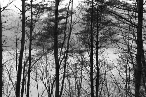 Wallpaper Mural cold winter trees Torontodigital.ca