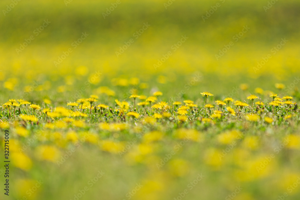 Fototapeta premium 蒲公英の花畑