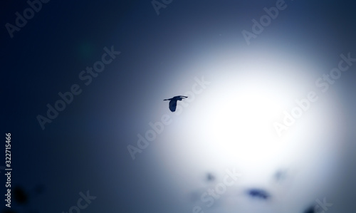 flying stork against the setting sun