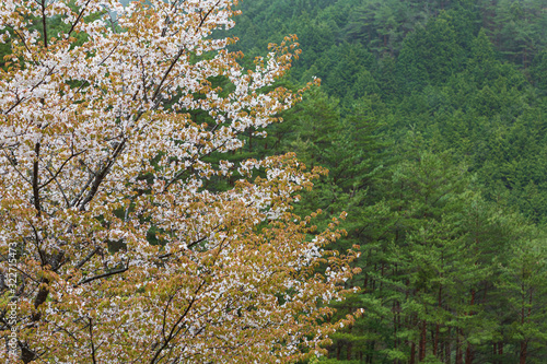 森林に咲く山桜