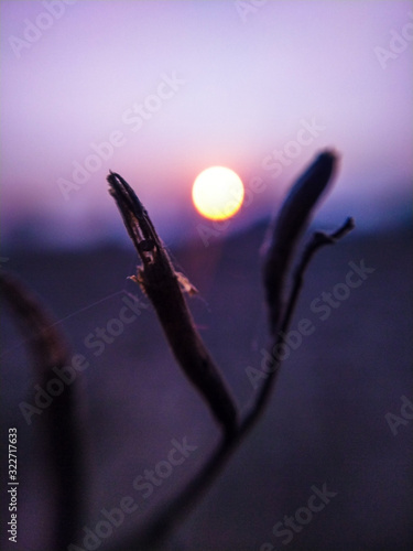 flower on black background