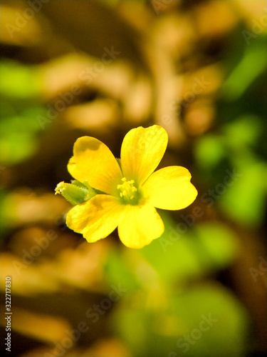 yellow flower