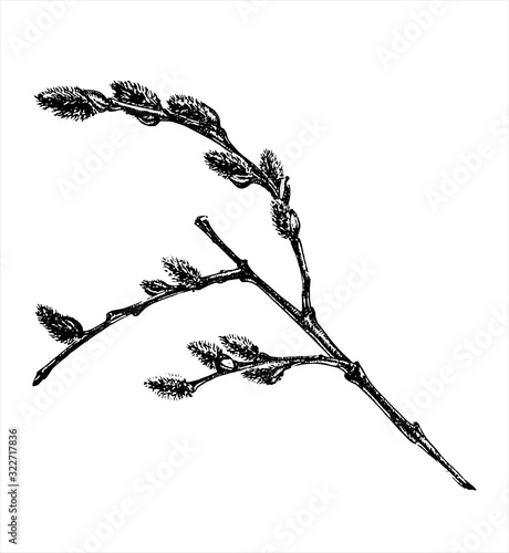 willow spring branch buds tenderness hand draw