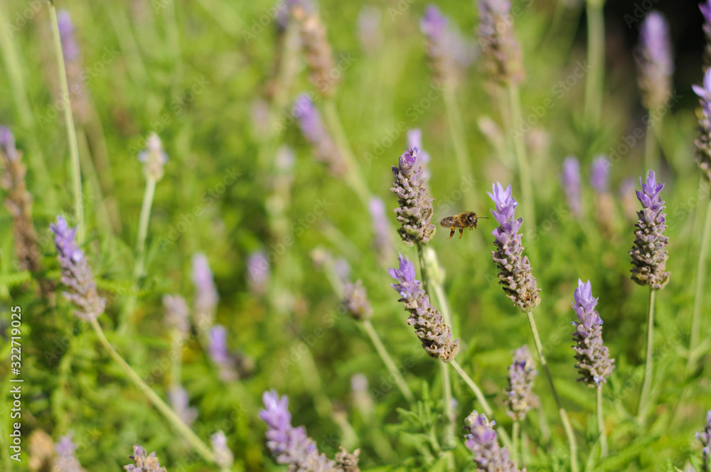 close up blooming lavender Bush in the Park close up blooming lavender Bush in the Park