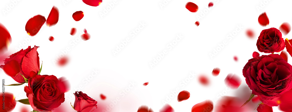 Flying petals red roses isolated on a white background with copy space. Creative floral levitation in the air nature layout. Spring blossom concept for wedding, women, Mother, 8 March, Valentine's day Flying petals red roses isolated on a white background with copy space. Creative floral levitation in the air nature layout. Spring blossom concept for wedding, women, Mother, 8 March, Valentine's day