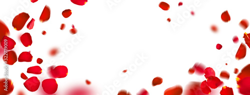 Flying petals red roses isolated on a white background with copy space. Creative floral levitation in the air nature layout. Spring blossom concept for wedding, women, Mother, 8 March, Valentine's day
