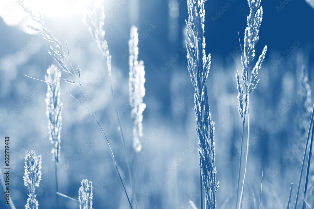 golden grass field at sunset. selective focus. toned in blue trend color of the year 2020 golden grass field at sunset. selective focus. toned in blue trend color of the year 2020