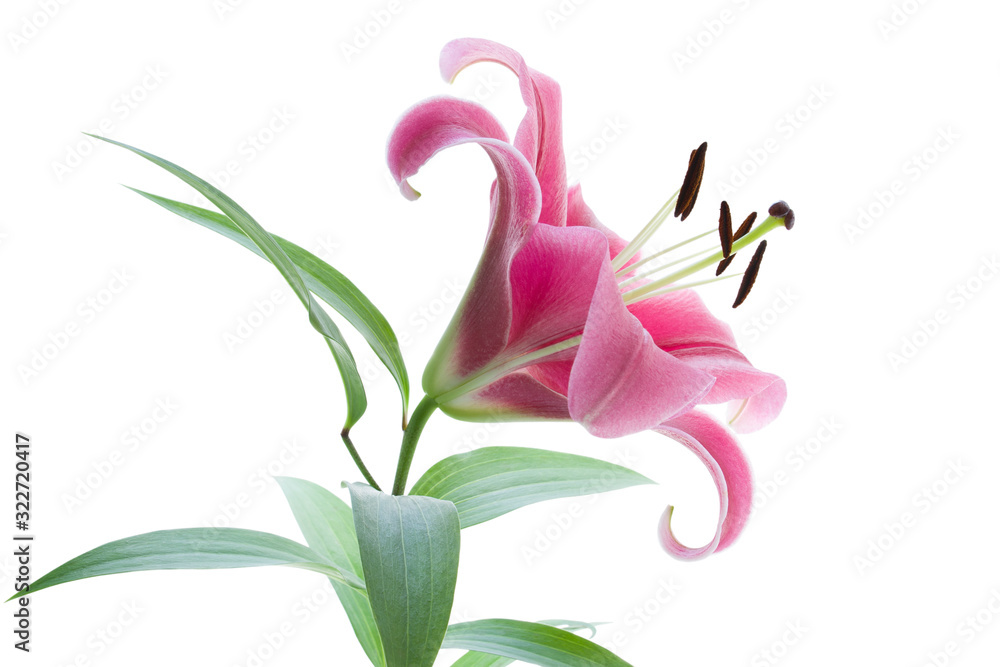 Lily single pink flower with stamens, leaves and stem isolated on white background, close-up