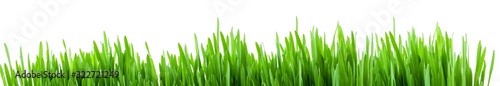 Green spring grass sprouts isolated on white background, wide panorama format for banner