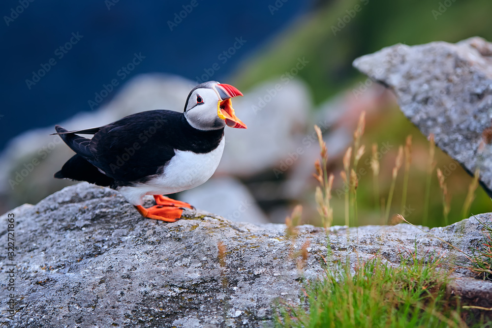 Atlantic puffin (Fratercula arctica) on the island of Runde in the Norway. Beautiful little bird with red bill of bird. Wild scene with arctic animals. Atlantic puffin (Fratercula arctica) on the island of Runde in the Norway. Beautiful little bird with red bill of bird. Wild scene with arctic animals.