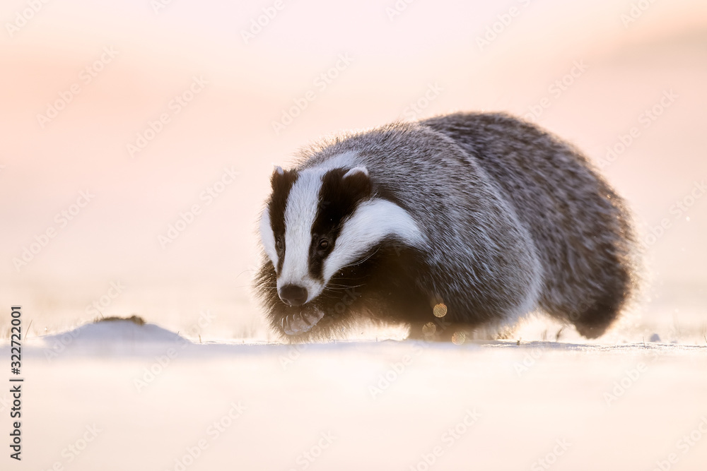 Obraz premium Attractive winter scene with badger. European badger (Meles meles) running on the snow. Animal in nature habitat.