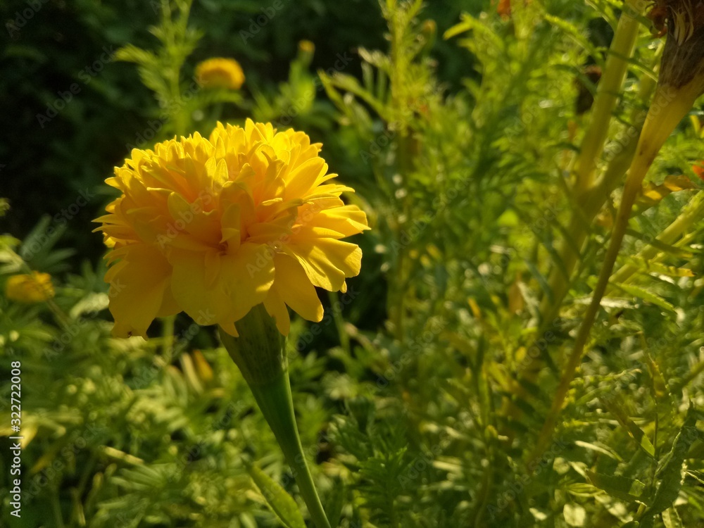 image of yellow flowers the evening is very beautiful image of yellow flowers the evening is very beautiful