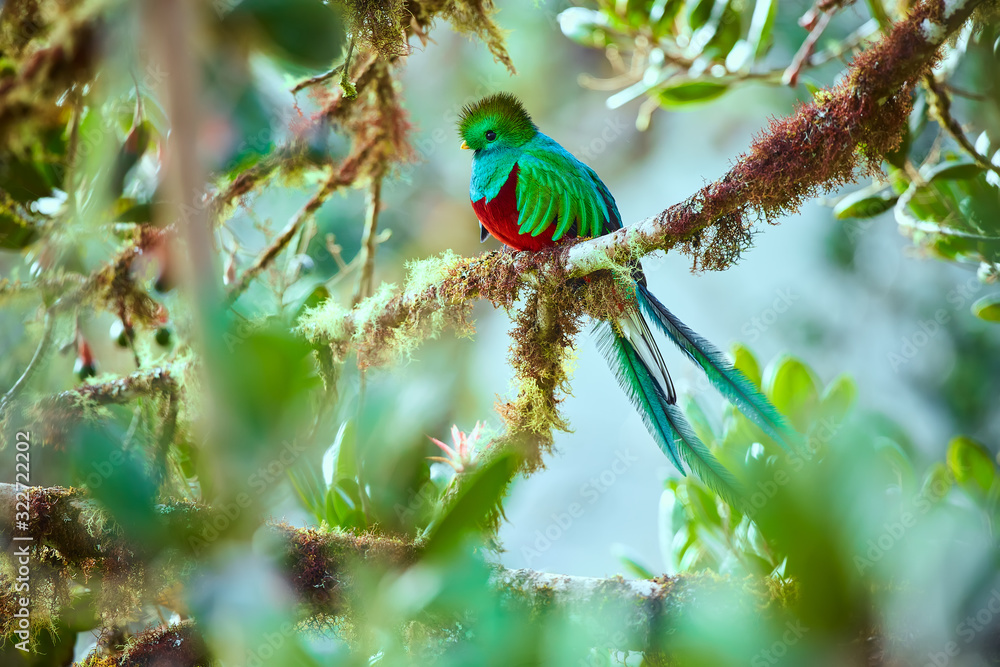 The most beautiful bird of Central America. Resplendent quetzal (Pharomachrus mocinno) Sitting ma branches covered with moss. Beautiful green quetzal with red belly. - obrazy, fototapety, plakaty 