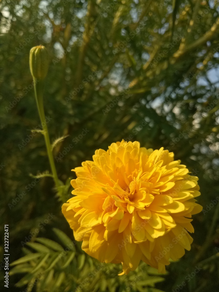 image of yellow flowers the evening is very beautiful image of yellow flowers the evening is very beautiful