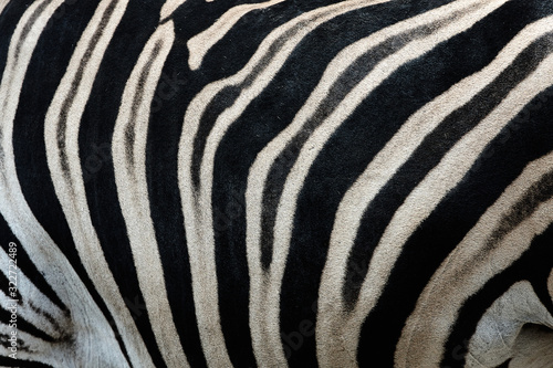Real leather Chapman s zebra  Equus quagga chapmani . Black and white stripes form a camouflage texture on the body of a zebra.
