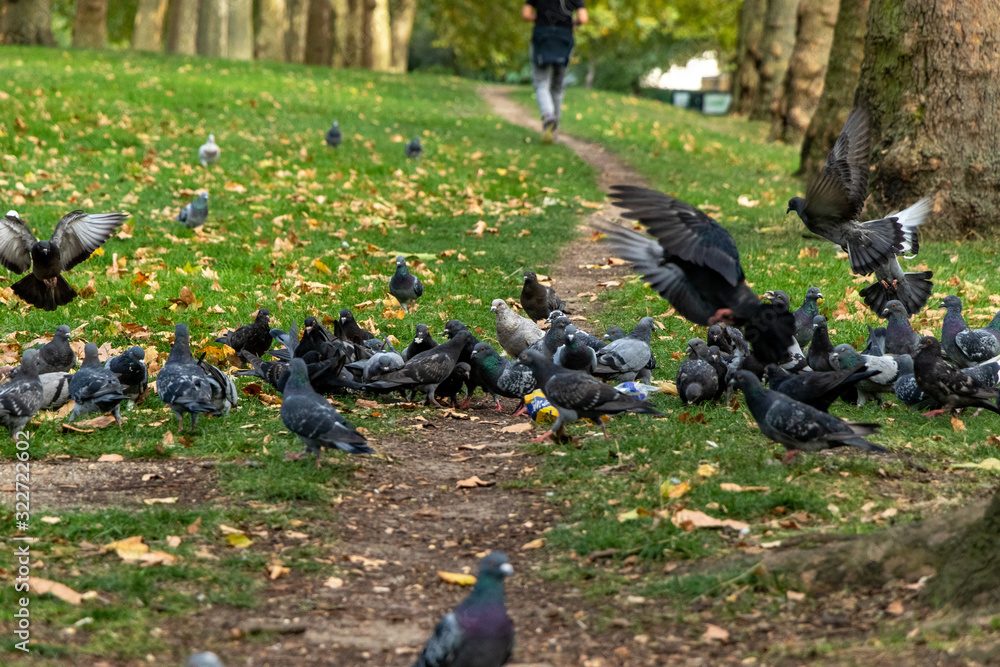 Fototapeta premium flock of pigeons getting feed in a park in london, england, uk
