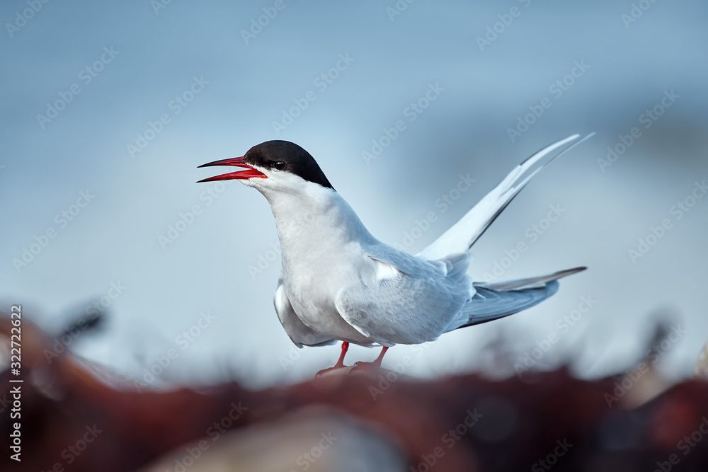 Elegant Arctic tern (Sterna paradisaea) sitting on the coast of Varanger fjord. Bird in natural habitat. Elegant Arctic tern (Sterna paradisaea) sitting on the coast of Varanger fjord. Bird in natural habitat.
