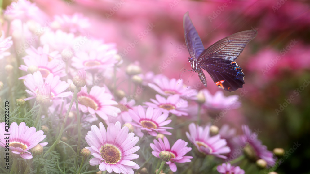 Fototapeta premium beautiful butterfly on a flower witn nice background