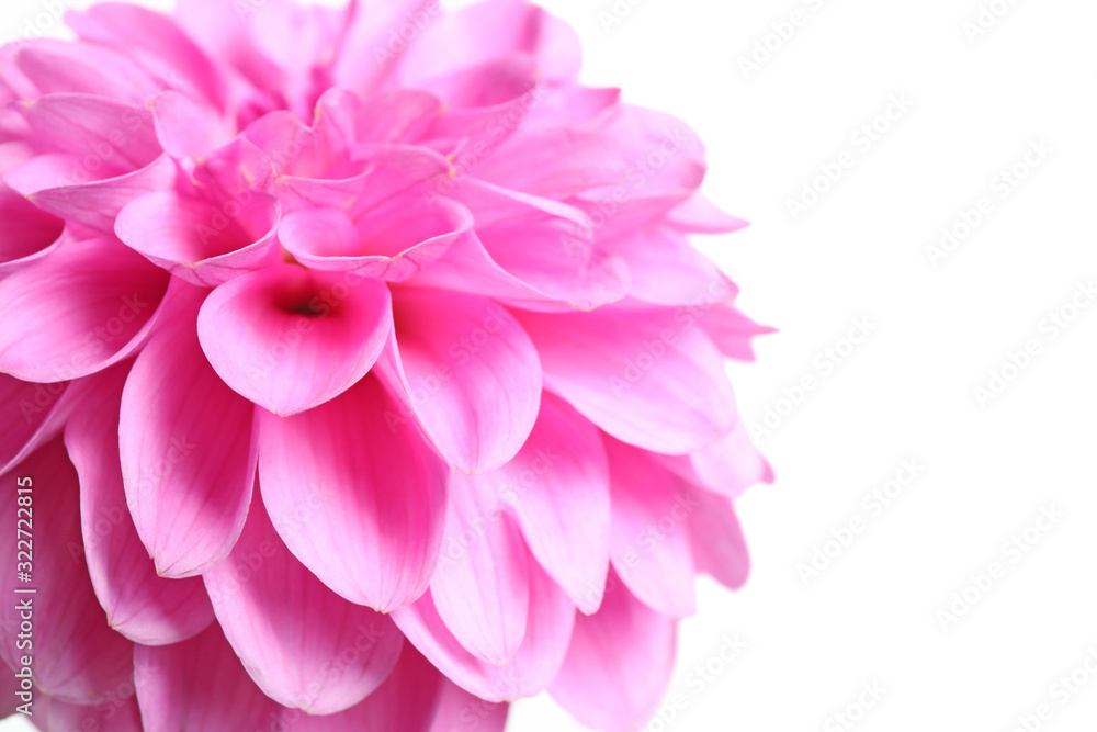 Beautiful pink dahlia flower on white background, closeup view Beautiful pink dahlia flower on white background, closeup view
