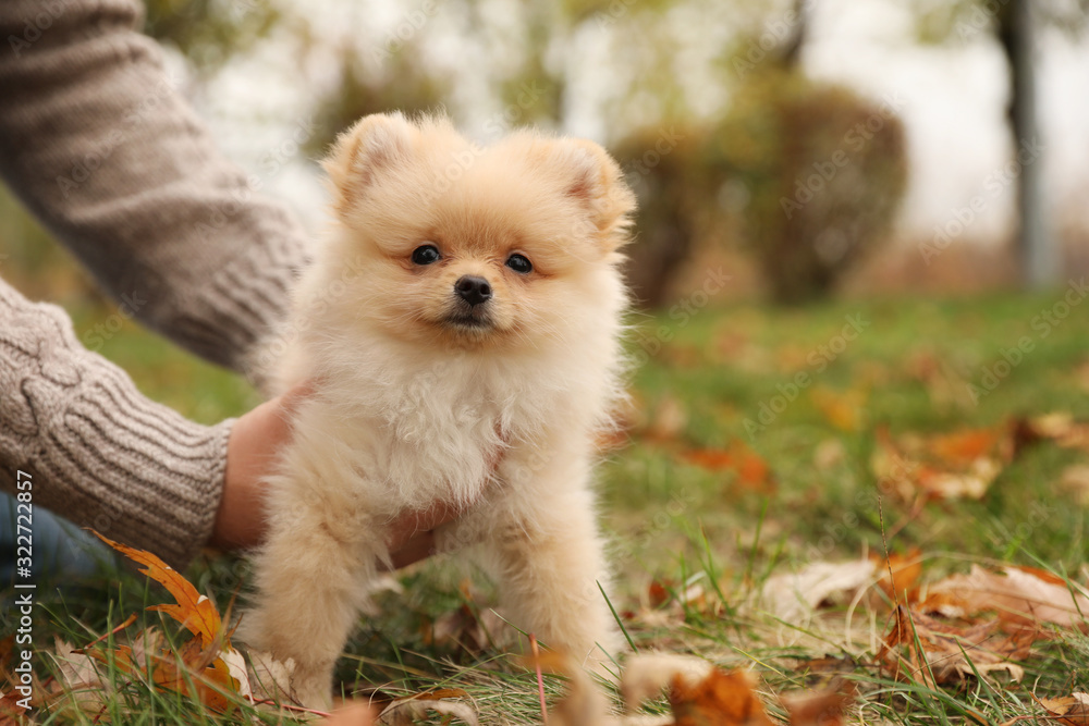 Man with small fluffy dog in autumn park, closeup