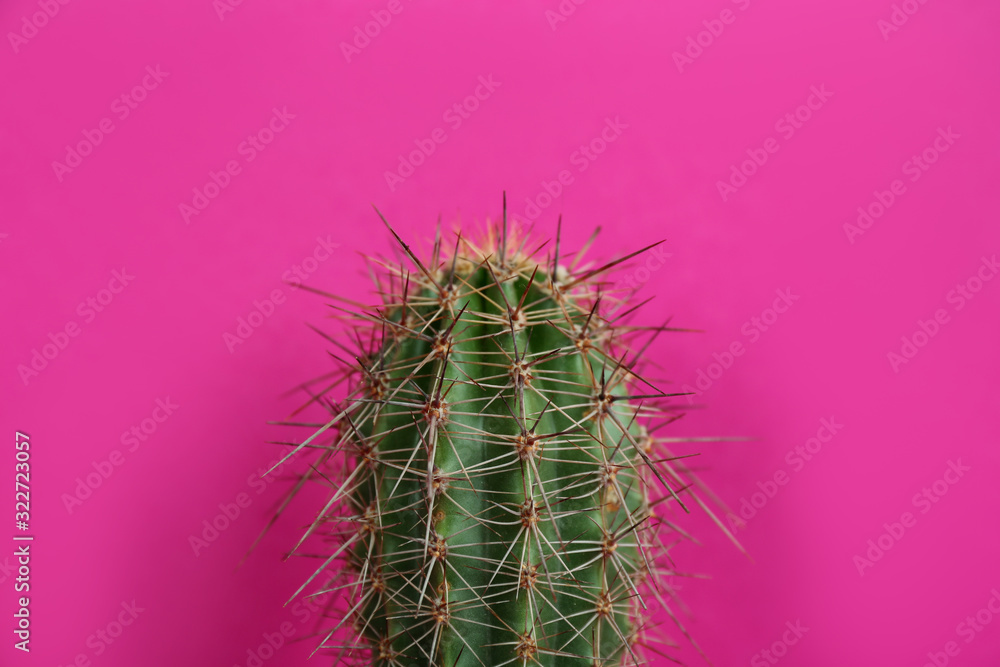 Beautiful cactus on violet background, closeup view