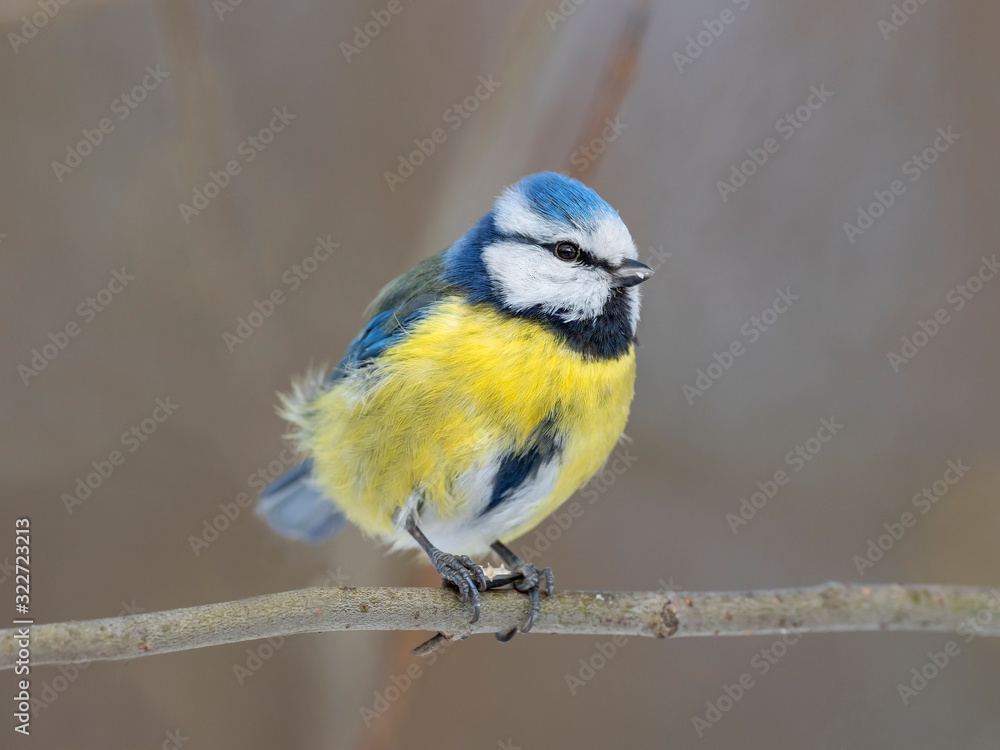 Obraz premium The Eurasian blue tit (Cyanistes caeruleus) is a small passerine bird in the tit family, Paridae. 