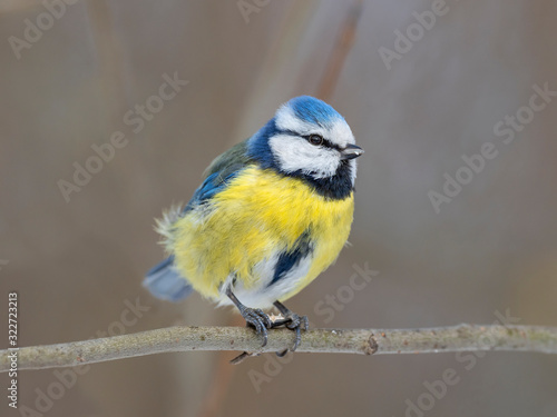 The Eurasian blue tit (Cyanistes caeruleus) is a small passerine bird in the tit family, Paridae. 