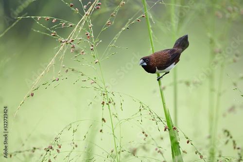 white-rumped munia or white-rumped mannikin (Lonchura striata) small bird from asia. Bird on grass stalk and feeding on its seeds. Bird in natural habitat. photo