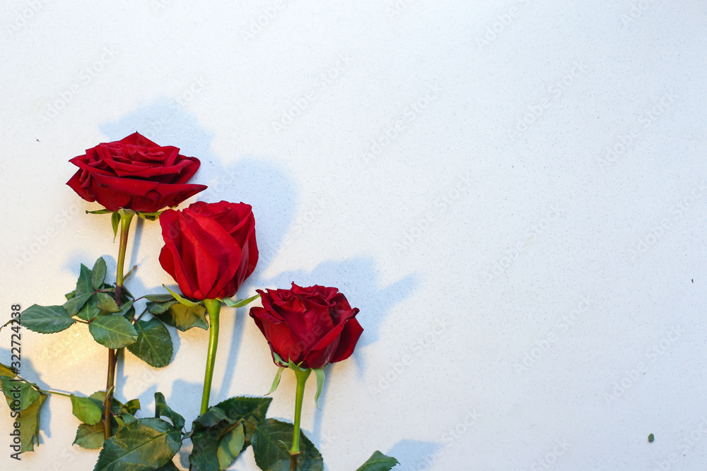 Fototapeta premium Image of roses and petals on white background.
