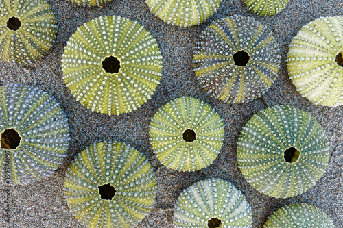 collection of green sea urchin shells on wet sand background, top view photo