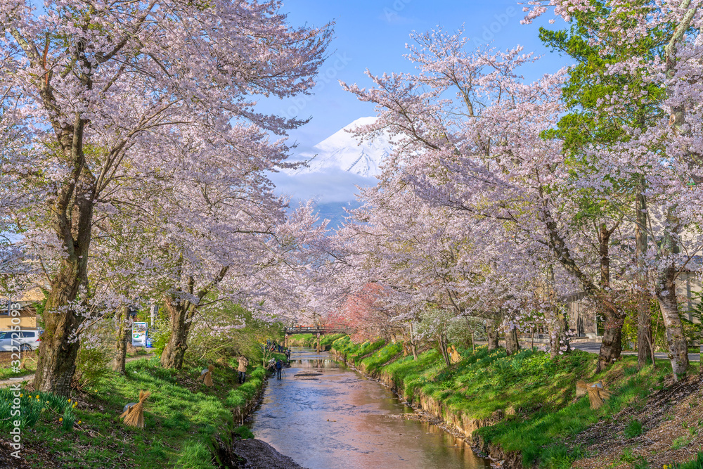 Cherry blossom along bothside of small canal at Oshino hakkai village and Fuji mountain in background. Cherry blossom along bothside of small canal at Oshino hakkai village and Fuji mountain in background.