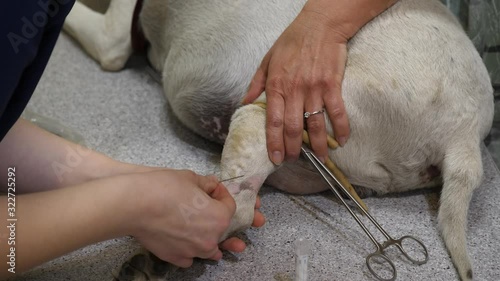 Close-up of taking a blood smaple from a big dog at vet clinic. photo