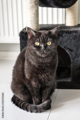 cute scottish cat sits near his plush house and looks ,cat porter, close-up