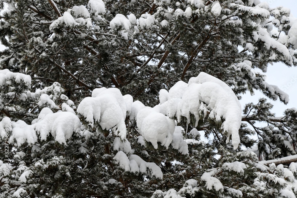 Winter forest pine tree snowflakes falling. Fir branches covered with frost and snow. Blurred winter background with copy space area. Background with snow covered branches.artvin /turkey Winter forest pine tree snowflakes falling. Fir branches covered with frost and snow. Blurred winter background with copy space area. Background with snow covered branches.artvin /turkey