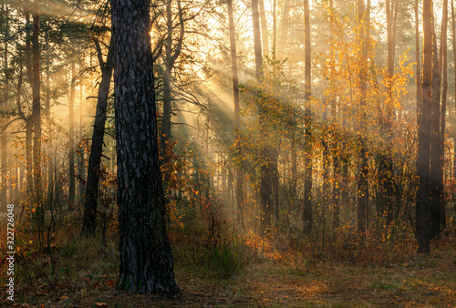 Walk in the autumn forest. Sun rays. Autumn colors. Fog. © Mykhailo