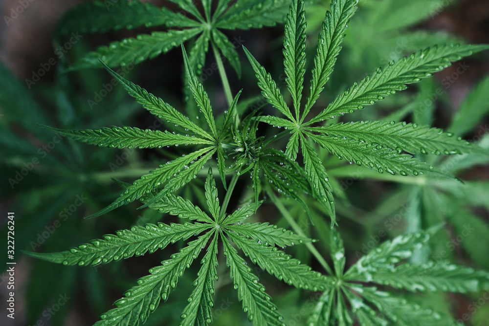 Abstract background of Marijuana leaves, cannabis Abstract background of Marijuana leaves, cannabis