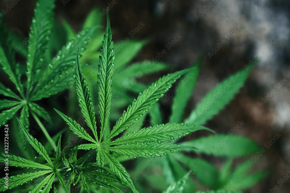 Abstract background of Marijuana leaves, cannabis Abstract background of Marijuana leaves, cannabis