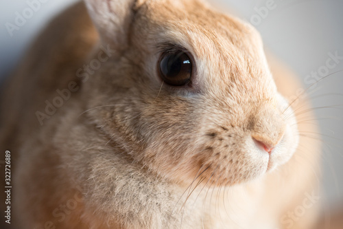 可愛いミニウサギのアップ写真