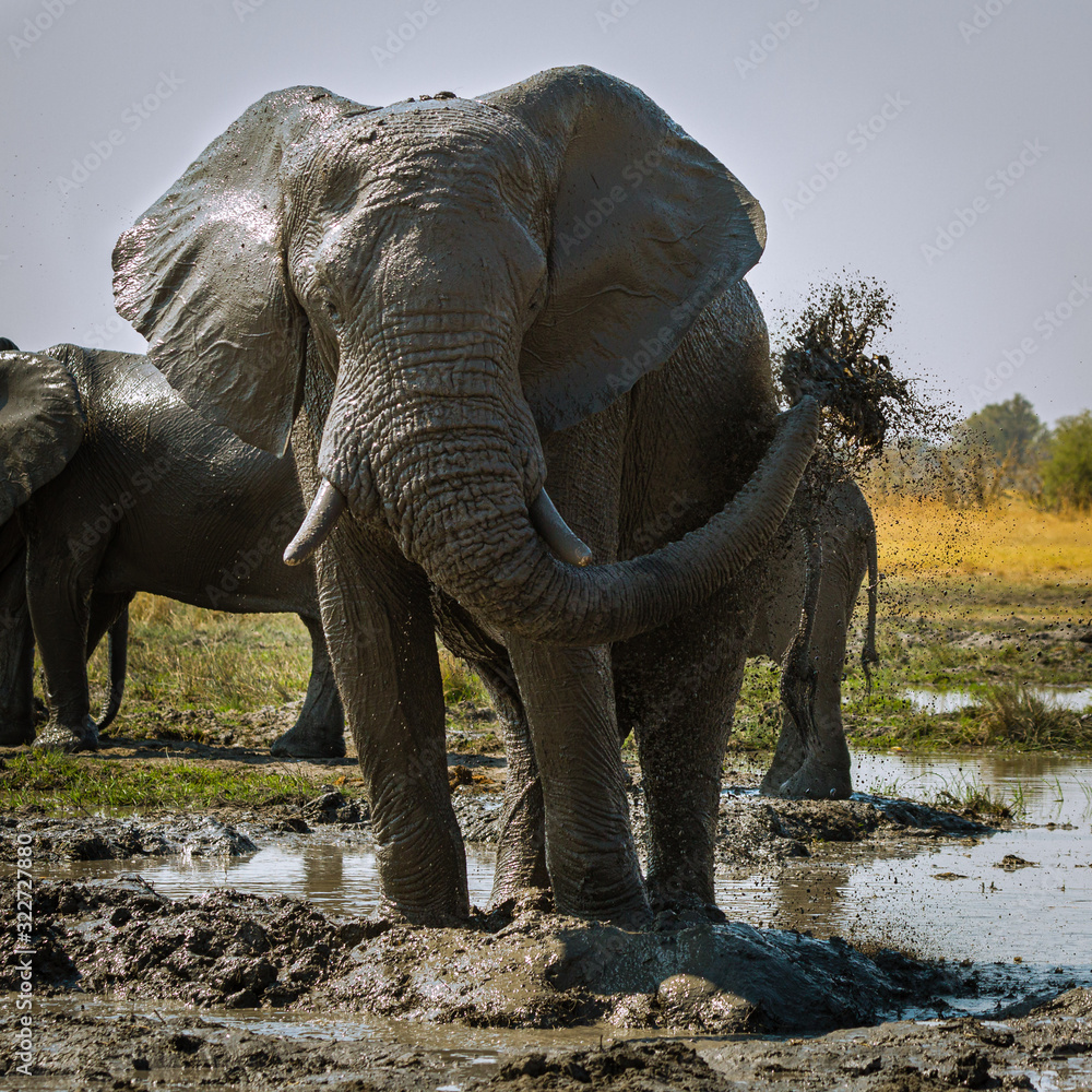 Fototapeta premium Elefant