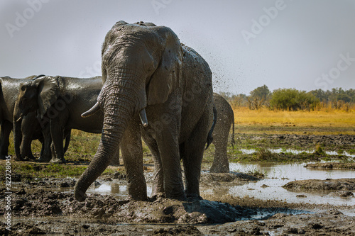 Elefant © Sascha