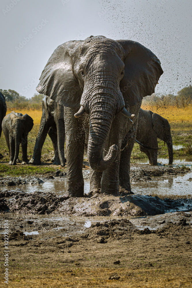 Fototapeta premium Elefant