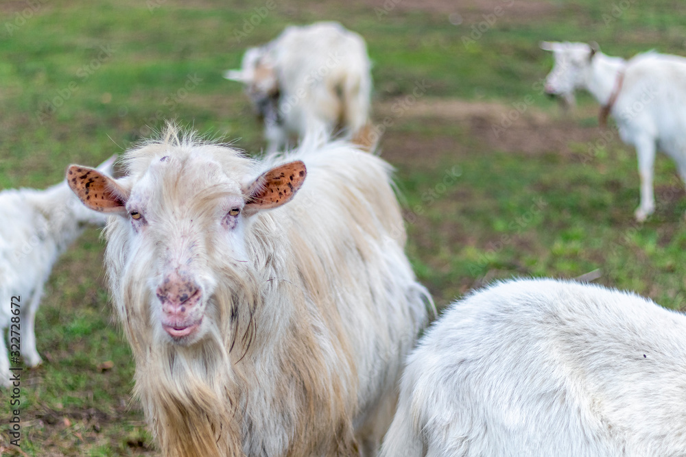 The domestic male goat called buck or billy on the green agricultural field in european rural countryside The domestic male goat called buck or billy on the green agricultural field in european rural countryside