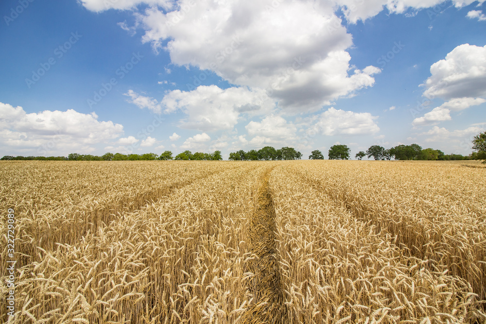 Naklejka premium Wheat field with a footpath in it