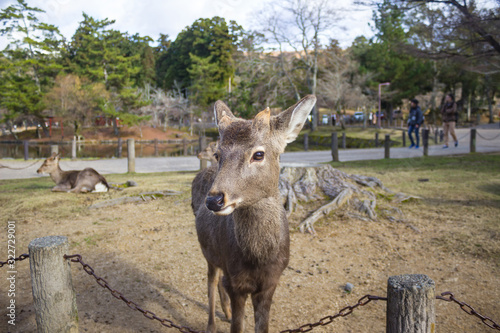 A curious deer in Nara