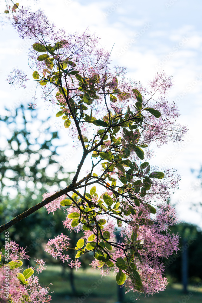 Wig-tree (Cotinus coggygria Scop.) with pink hairs ; highlighted by ...