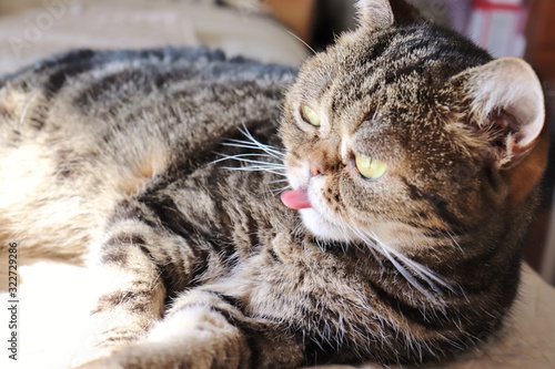 舌出し強面猫アメリカンショートヘアー © chie