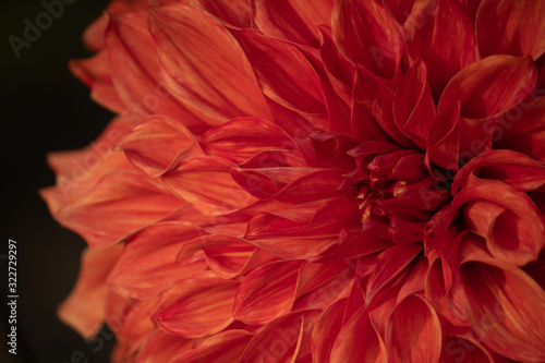 closeup of red flower