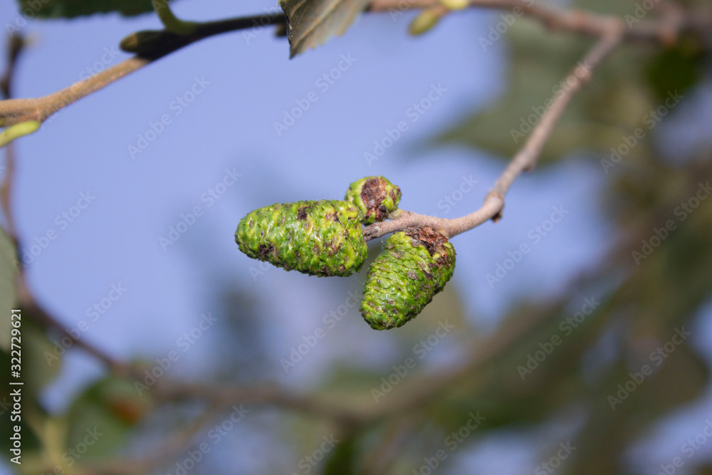 Stupende foto ravvicinate alla natura e piante