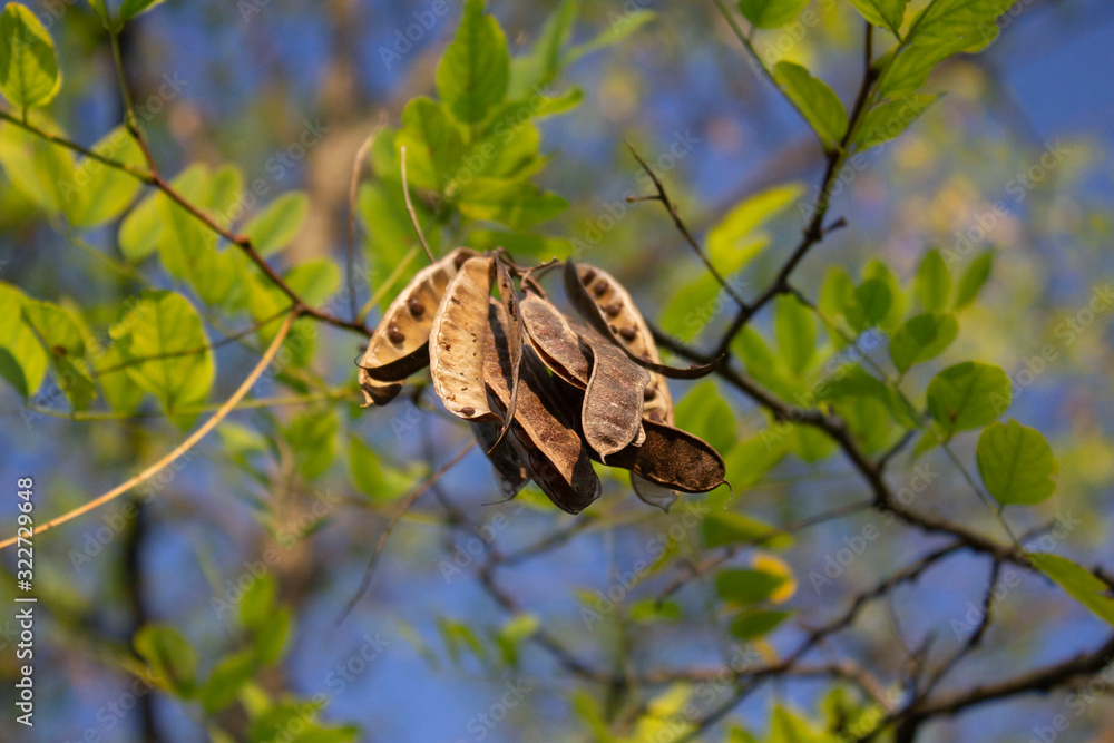 Stupende foto ravvicinate alla natura e piante