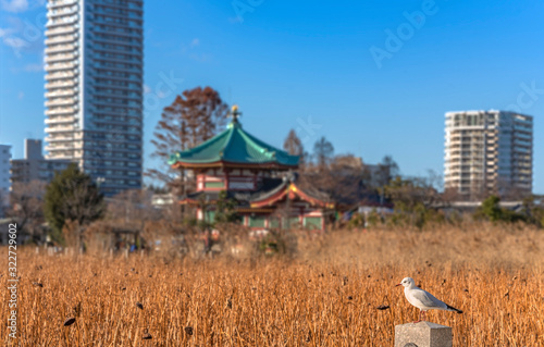 Seagull bird standing in front of the dried lotus of Shinobazu pond at Ueno in winter.